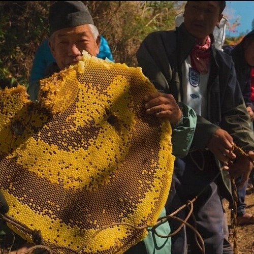 Mad Honey Hunting at Bhujung